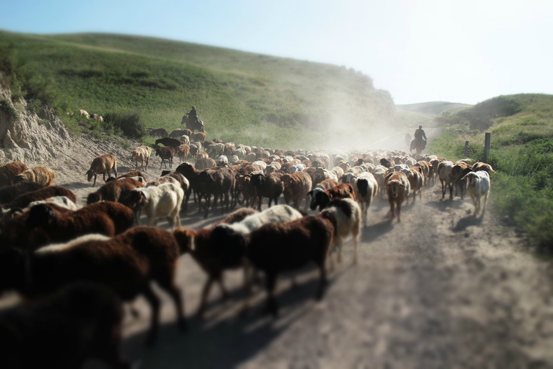 看着牛羊 走错方向