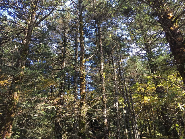 一个人迷失在阿坝_四川旅游攻略_自助游攻略进化瑞尔斯超攻略图片