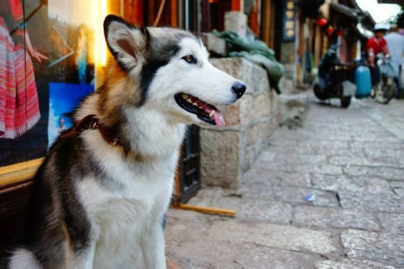 丽江2015旅游达人--自助游攻略_丽江旅游攻略