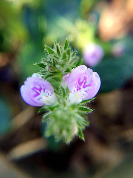 2015岳麓山_旅游攻略_门票_地址_游记点评,长