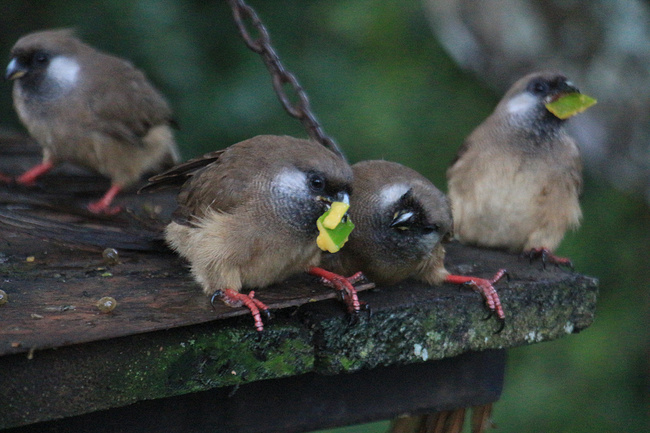 独自一人 畅游肯尼亚_内罗毕旅游攻略_自助游攻略_去哪儿攻略社区
