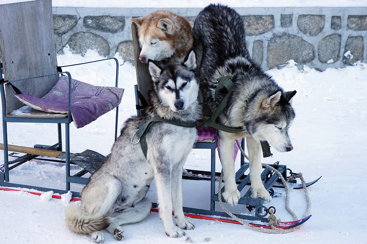 2016特别是大秃顶子山和冰雪画廊_雪乡评论