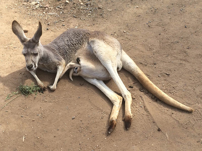 布里斯班篇:冲冲浪踩踩水看看袋鼠小宝宝~_布里斯班旅游攻略_自助游攻略_去哪儿攻略社区