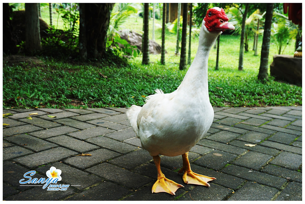 2015呀诺达雨林景区_旅游攻略_门票_地址_游