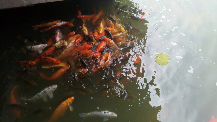 2016芙蓉园还是成为了西安值得一游的景区_大