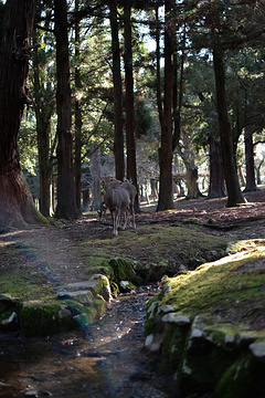 016【奈良旅游景点大全】奈良有什么好玩的地