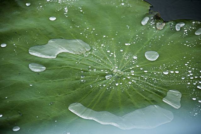 雨一直在下,雨水聚在荷叶上,形成水珠在荷叶上翻滚着.