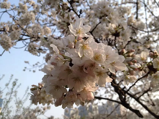 武汉很多地方的樱花都已绽放,比如武汉大学,东湖风景区这样一些众所