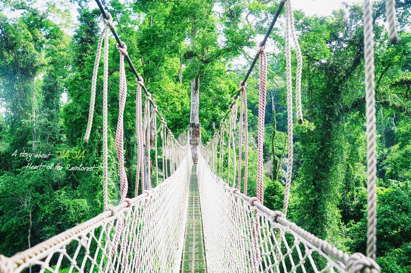 望天树景区介绍