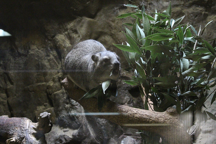 话说看老虎还是推荐大家去大阪动物园,那才叫一个近距离和霸气啊~感情