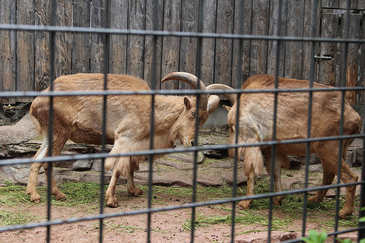 话说看老虎还是推荐大家去大阪动物园,那才叫一个近距离和霸气啊~感情