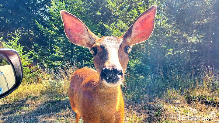 又是鹿鹿 可爱的大耳朵鹿鹿们