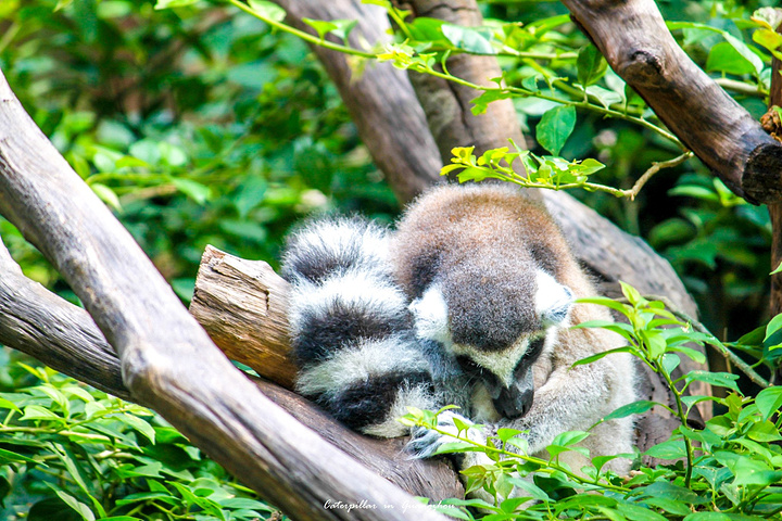公园以大规模野生动物种群放养和自驾车观赏为特色,集动,植物的保护
