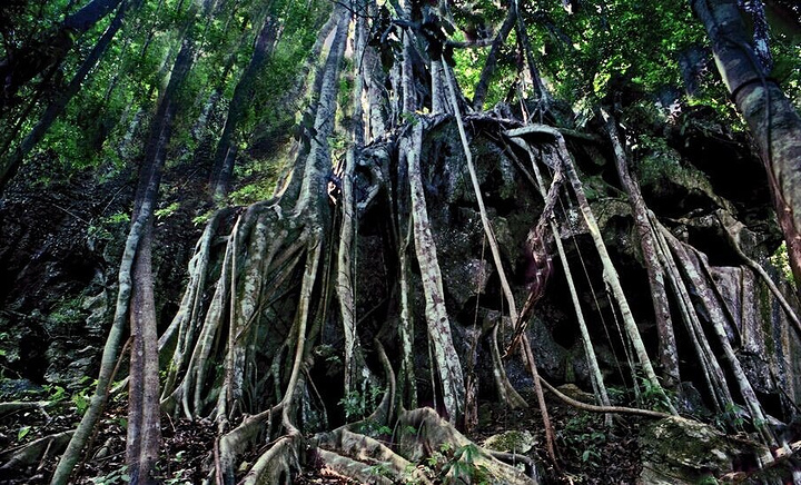 栽培在38个专类园和6000亩的热带雨林中,是世界上户外