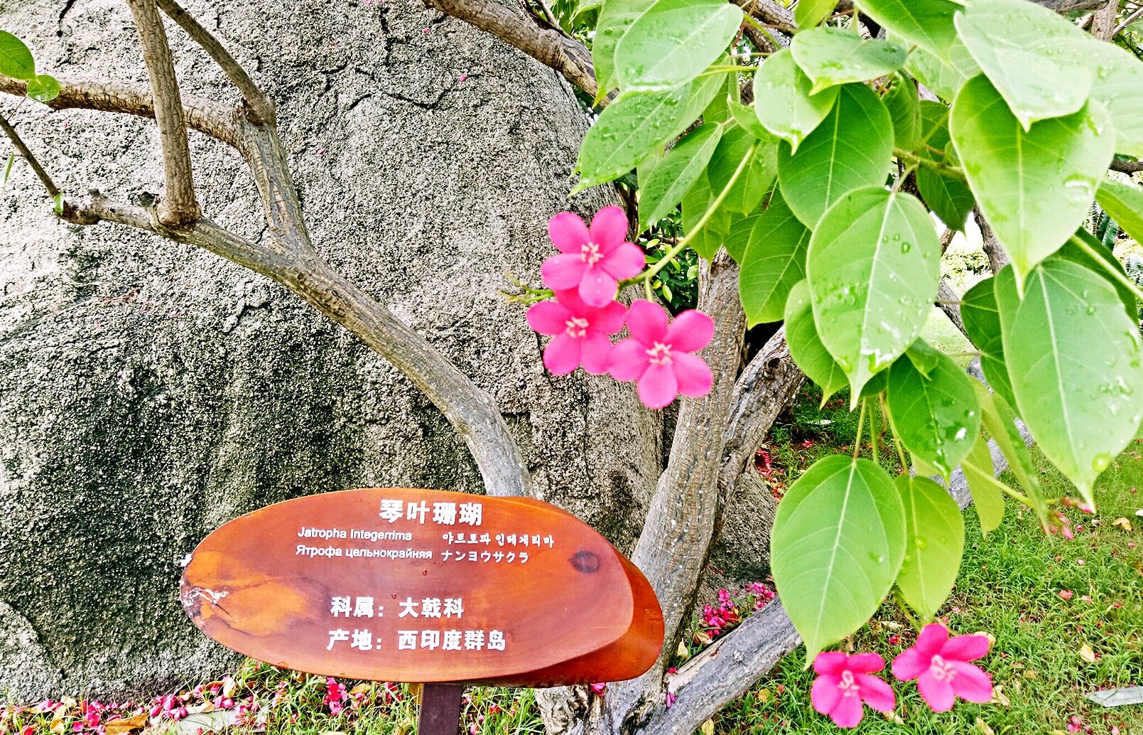 攻略华中嗨皮_三亚旅游老爹_自助游攻略_去哪攻略v攻略三亚图片