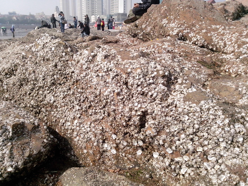 山东曲阜泰安济南青岛行--爬山看海都有了