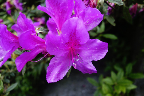 阳明山国家公园_旅游攻略_门票_地址_游记点