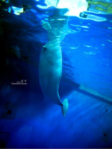 2015是亚洲最大的海洋生物博物馆~~里面._国