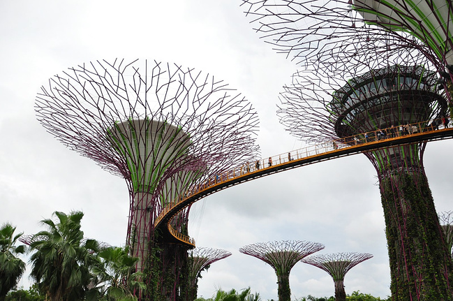 南有乔木,不可思休。_新加坡旅游攻略