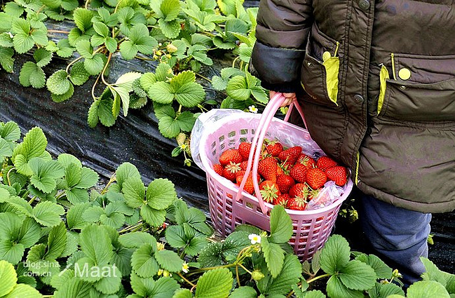 京郊草莓采摘一日游_北京旅游攻略
