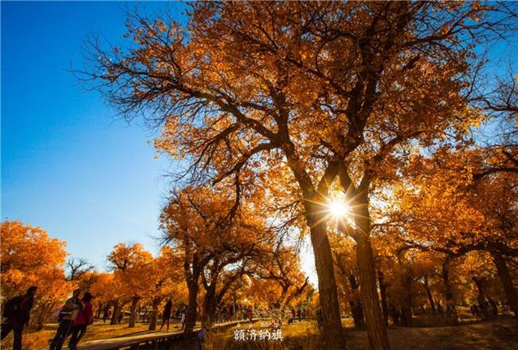 额济纳胡杨林自然保护区