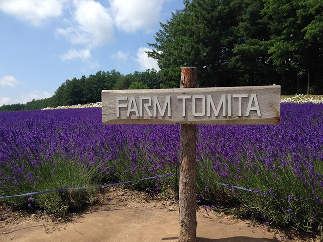 美丽夏日-日本北海道之旅_札幌旅游攻略