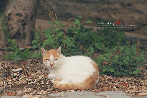 2015马拉加旅游攻略,马拉加自助游_周边游攻