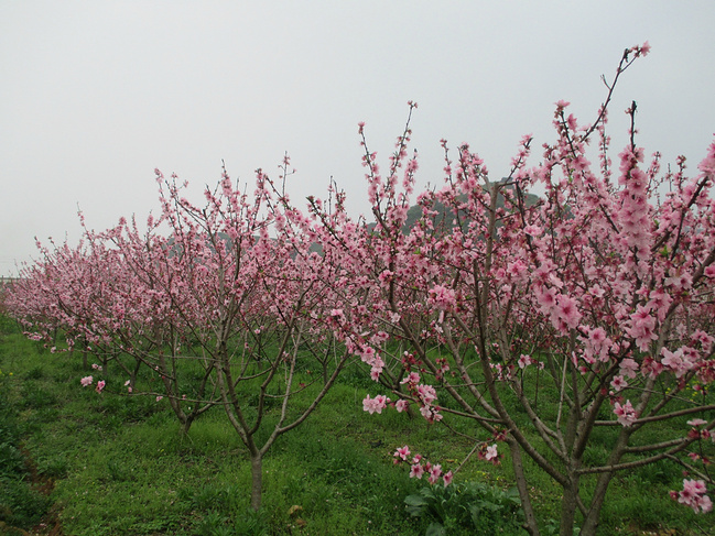 坐上高铁去恭城_桂林旅游攻略