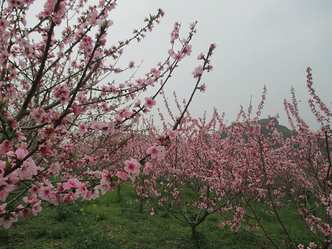 桃花林图片