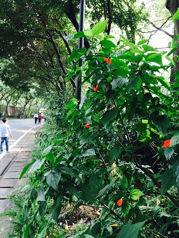 2016作为广州人民的后花园，绿化就不用说了。空_白云山评论 - 去哪儿攻略社区