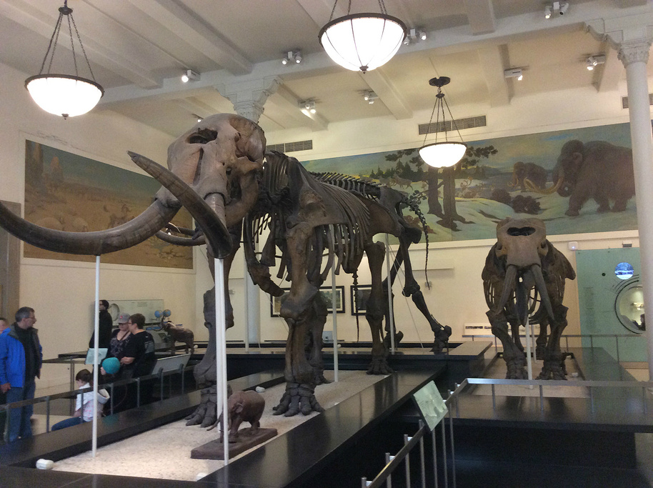 2015美国自然历史博物馆_旅游攻略_门票_地址