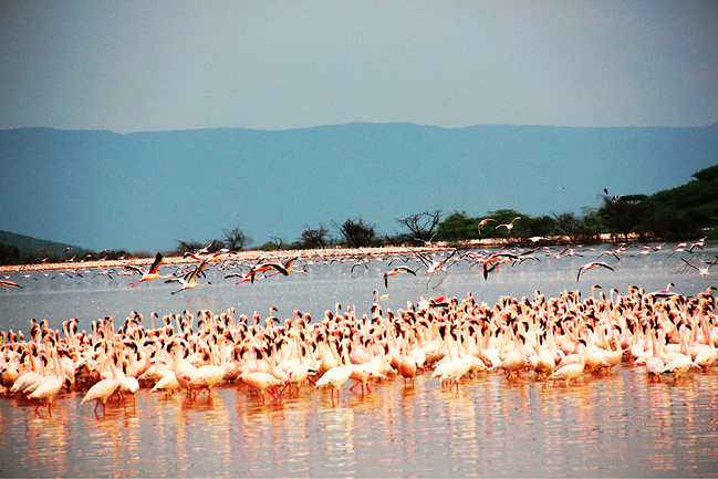探秘狂野的非洲大陆--肯尼亚_内罗毕旅游攻略_自助游攻略_去哪儿攻略社区