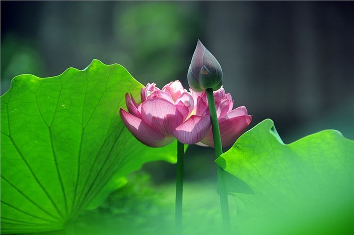 这里一年一度的莲花节非常出名,荷花种类多,规模大,参与性强,有一些