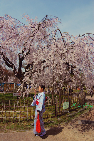 2016最后,穿上足袋,踩上草履,再拎了手袋_西阵织会馆评论 - 去哪儿攻略社区