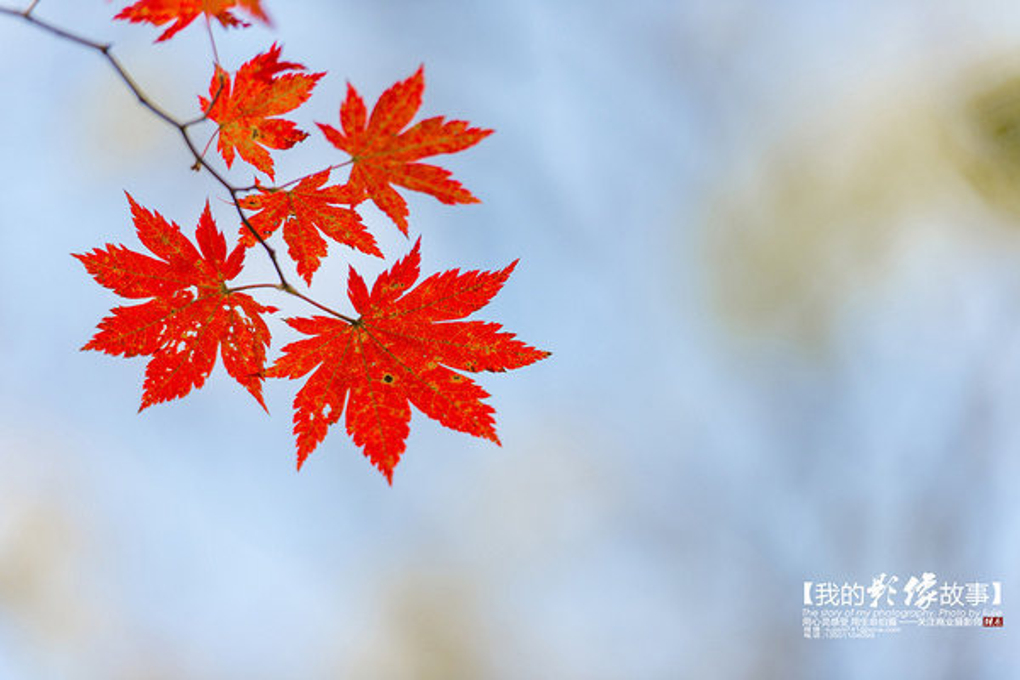 霜叶红于二月花——吉林