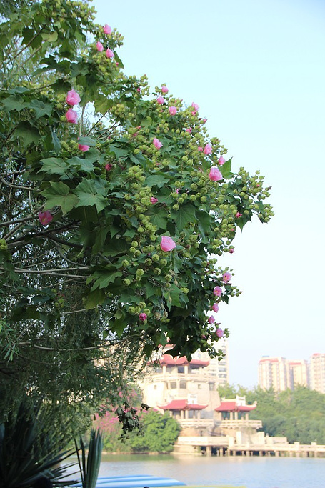 2016东湖公园_旅游攻略_门票_地址_游记点评