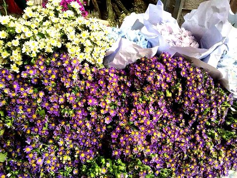 2016斗南花卉市场_旅游攻略_门票_地址_游记