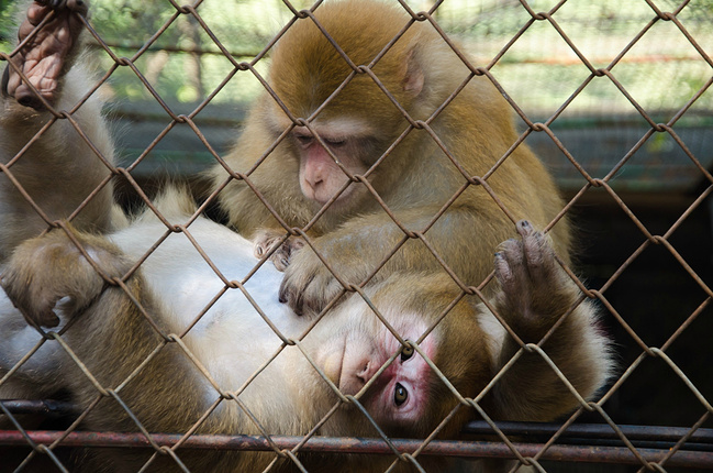 南宁动物园加勒比水世界万人比基尼狂欢节