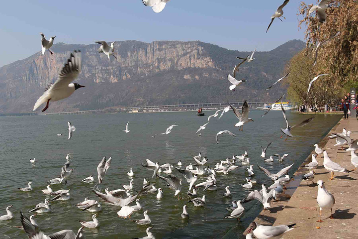 2016散步,喂海鸥,拍照,暇意,轻松。_滇池评论 