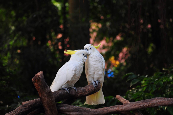 以大规模野生动物种群放养和自驾车观赏为特色,被誉为