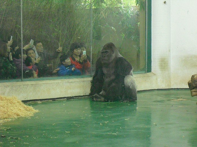 上海小囡一定会去的还有上海动物园(也就是以前的西郊动物园),相比