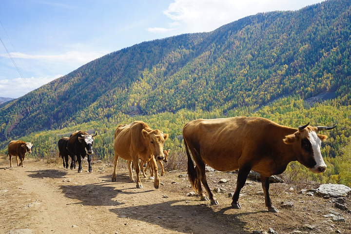 路上的风景很美,让人觉得不虚此行,一边行路以便欣赏风景一边拍照