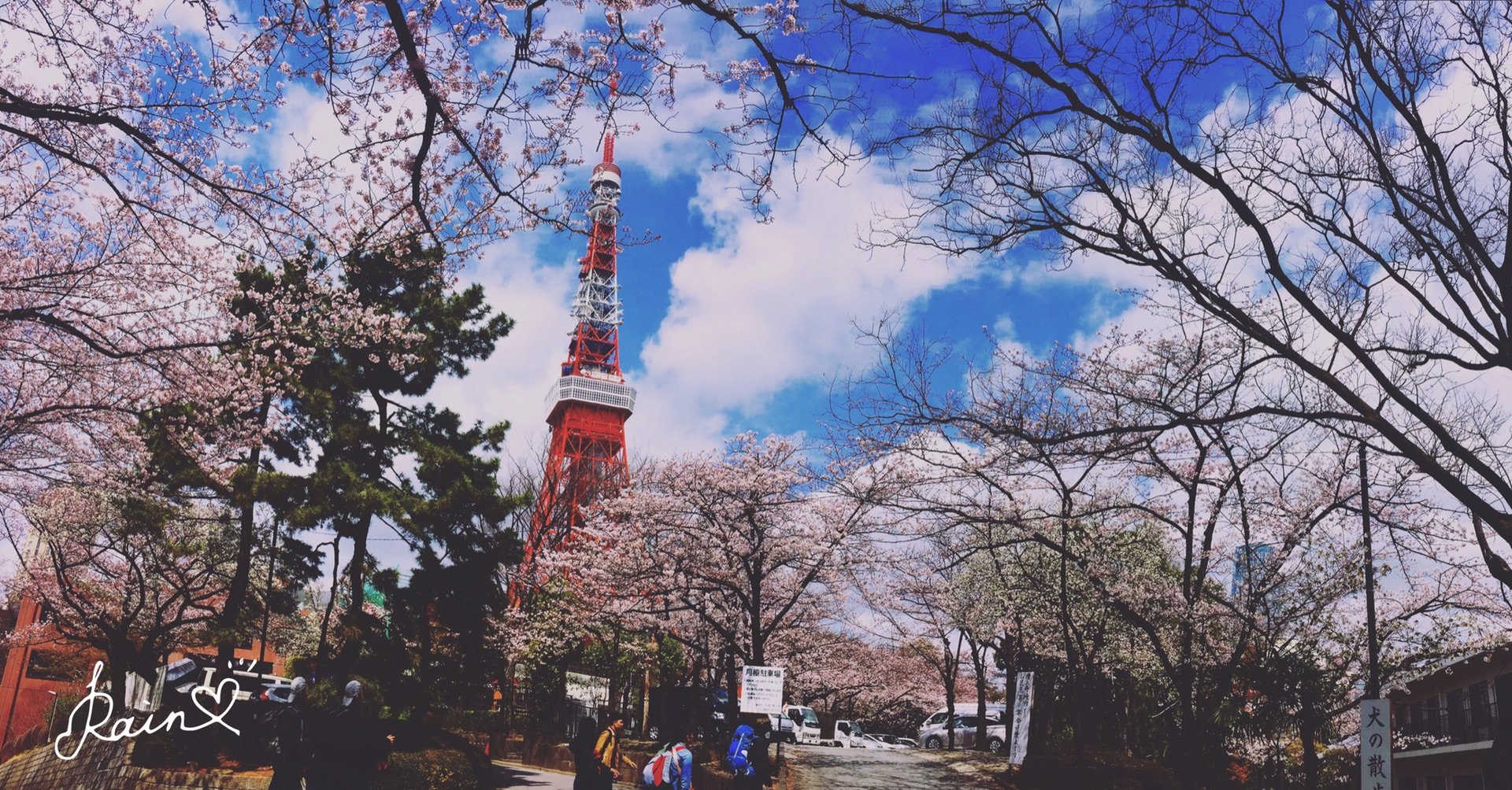 往里面走,终于找到了最佳观赏点,一排的樱花树,东京塔在里面.