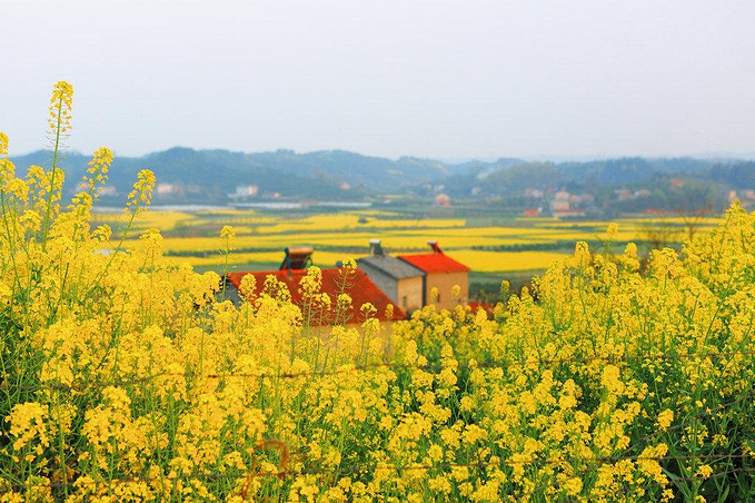 荆门沙洋油菜花节图片