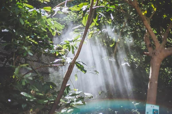 雨林世界雾气朦胧,加上美丽的热带雨林景观,看上去犹如仙境;门票