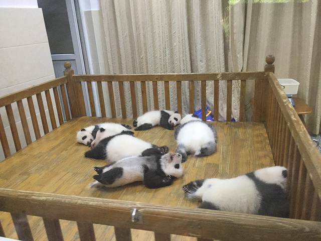 熊猫的憨态可掬,让人觉得没白来