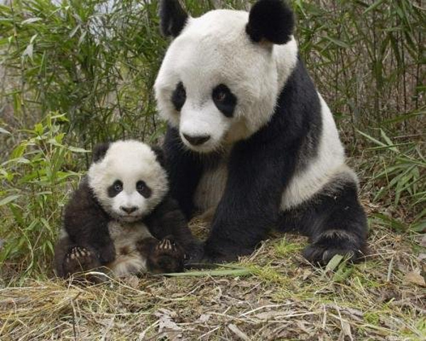 关键我不想看大熊猫,我想找到迷你驴,我日思夜想的迷你驴啊!