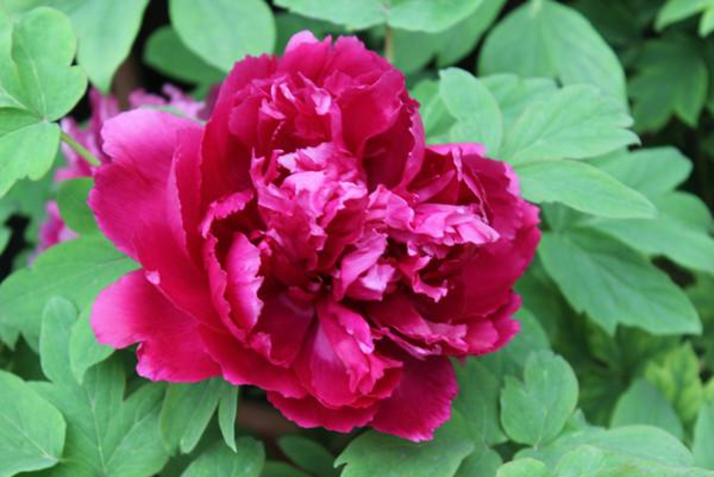 2014洛阳白马寺…对于不信佛的我来说,真的一