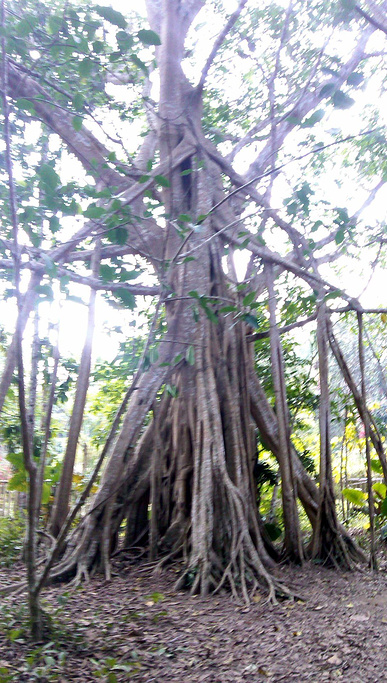 2015植物园非常大, 分东区和西区_中科院西双