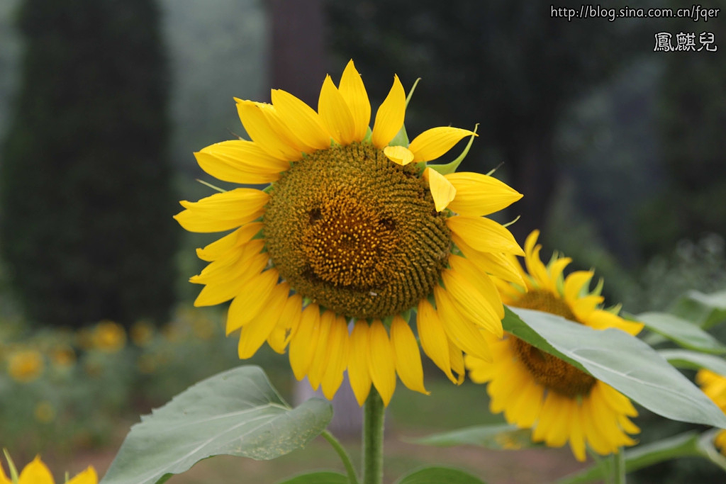 第三届葵花展——奥林匹克森林公园